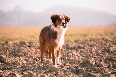 short-coated棕色和白色的狗
